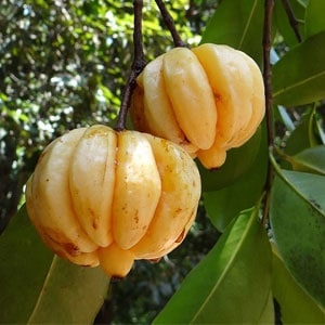 garcinia cambogia fruit